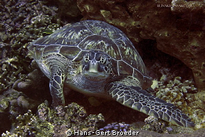 Green turtle
Bunaken Island, Sulawesi,Indonesia,
Nikon ... by Hans-Gert Broeder 